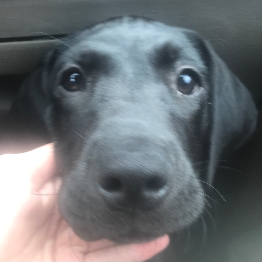 Meet your Posher, Payton